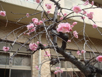 ume14 005.jpg